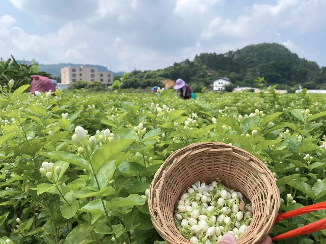 “香”承百年！看长乐这朵花是如何开出“真金白银”的……