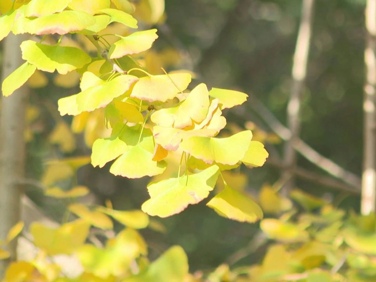 遍地金黄！长乐这里随手一拍都是大片