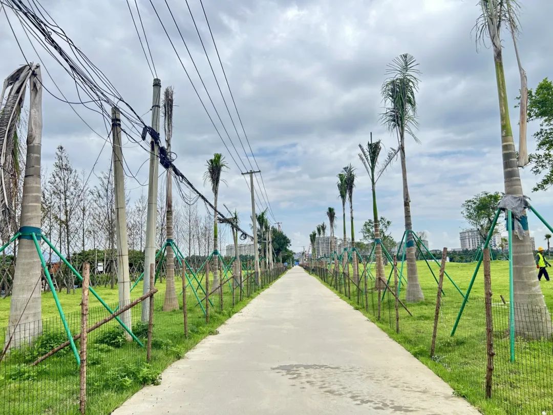 80%进度达成！热带绿植+特色夜市，福州新区（长乐区）又有新去处……