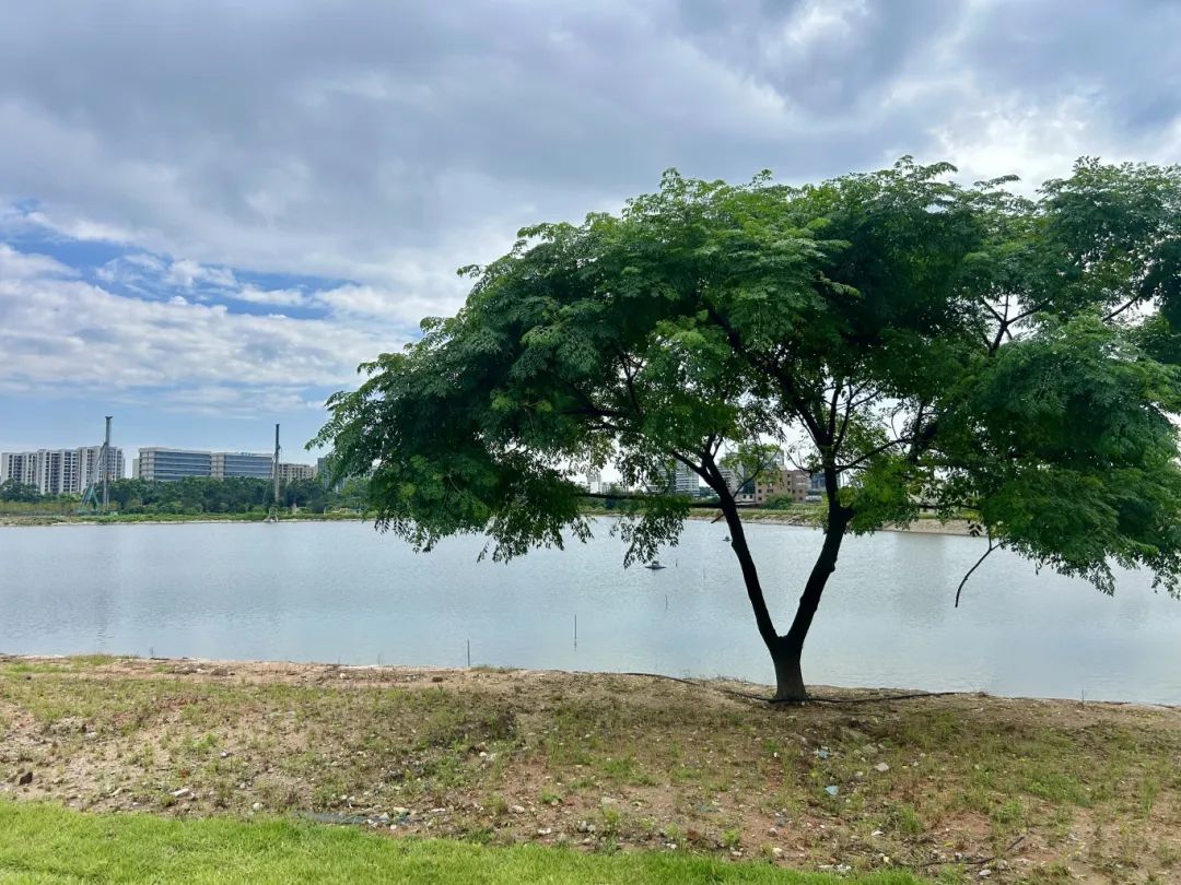 80%进度达成！热带绿植+特色夜市，福州新区（长乐区）又有新去处……