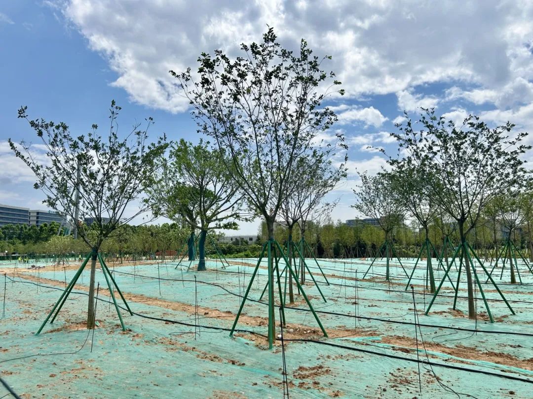 80%进度达成！热带绿植+特色夜市，福州新区（长乐区）又有新去处……